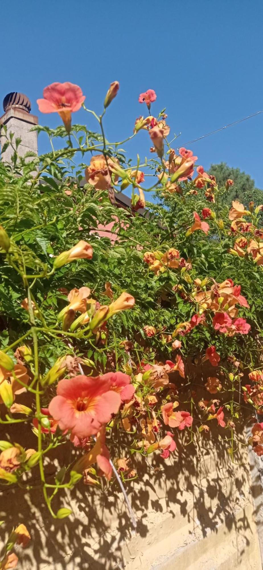 Il Pettirosso Monsummano Terme Exterior foto